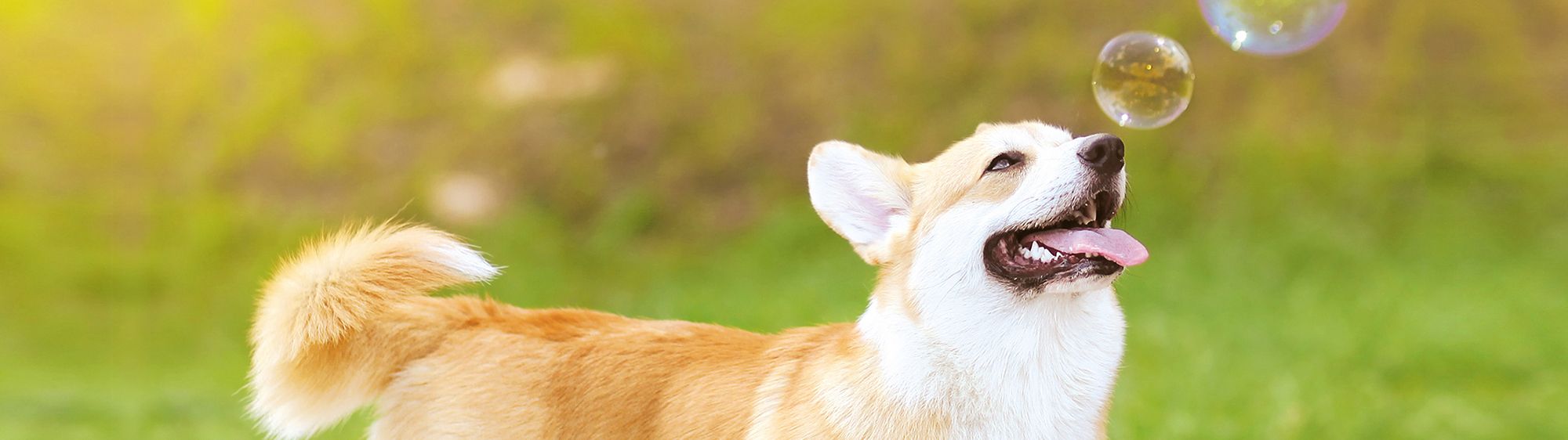 Šťastný corgi