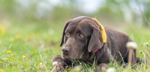 labradorka Daisy v péči PNP