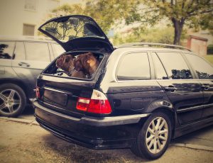 dva psi v kufru auta