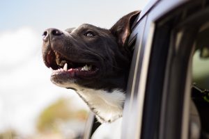 Přeprava psa v autě