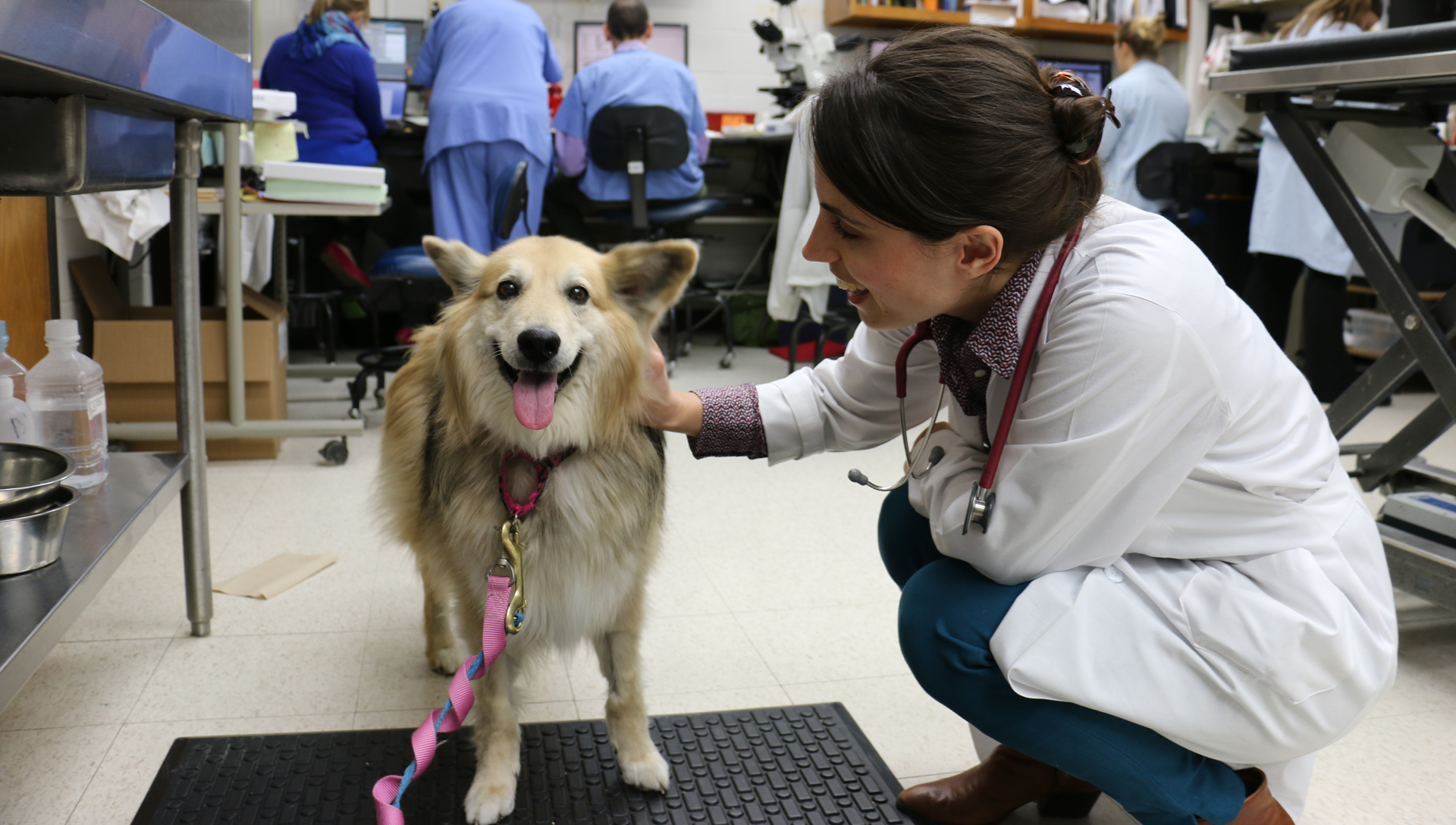 veterinářka hladí psa