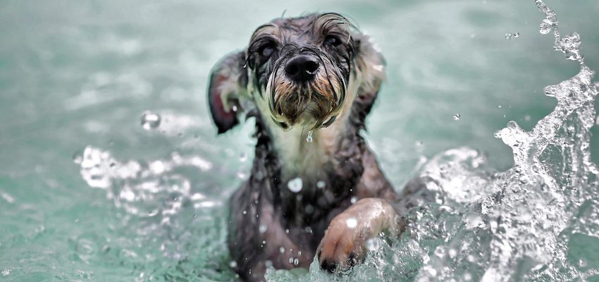 malý šedý pes plave ve vodě