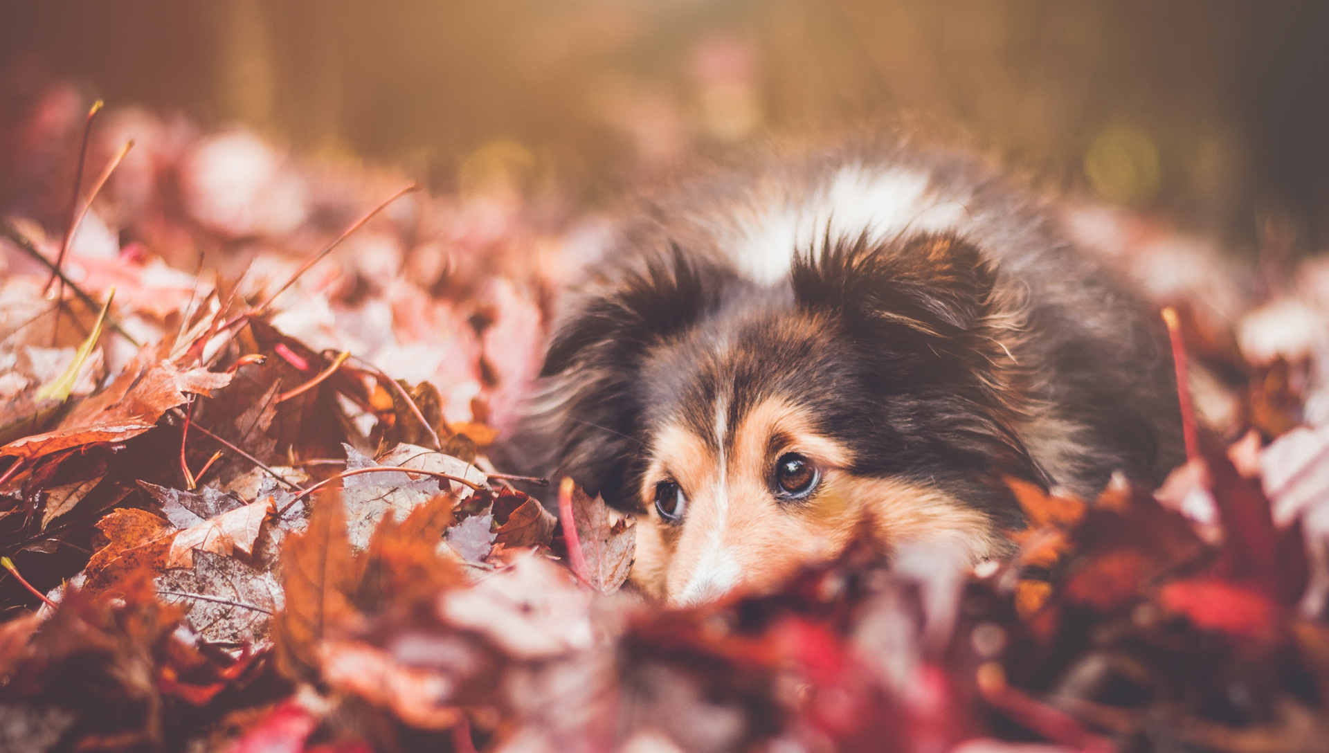 pes ležící v podzimních listech