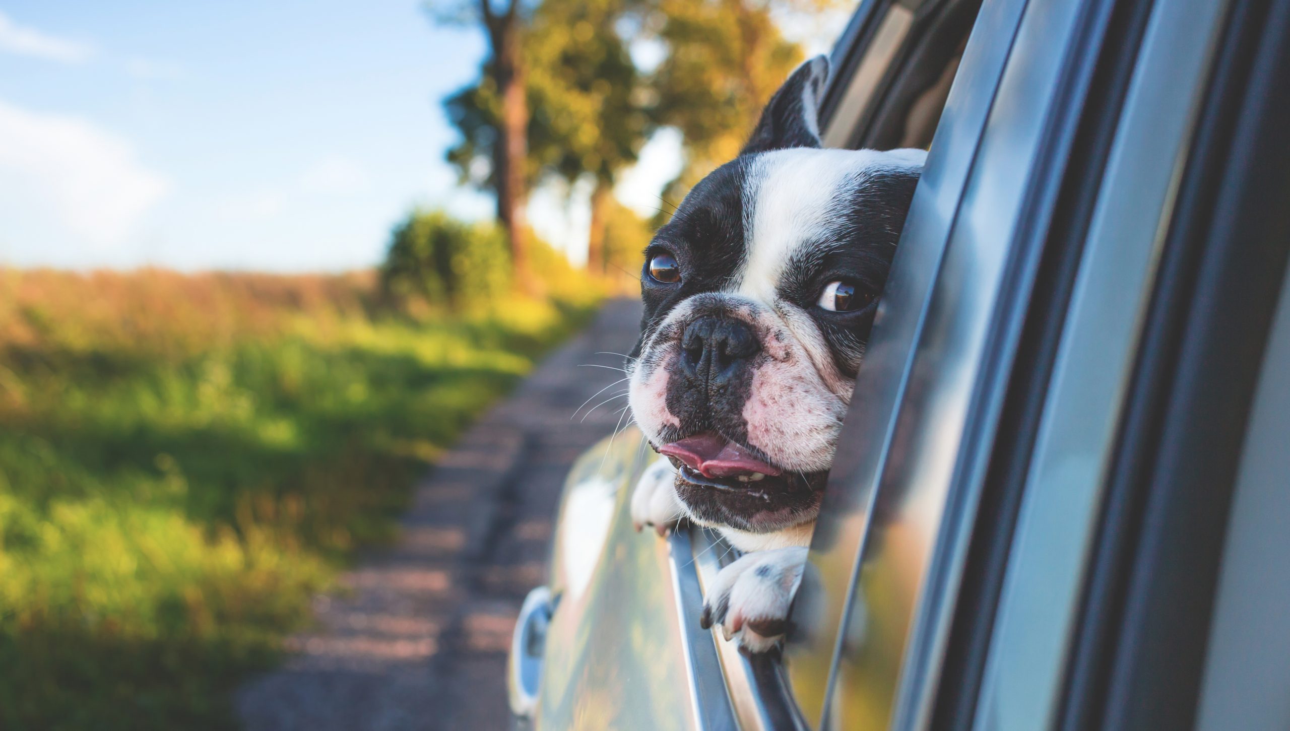 Cestování autem se psem