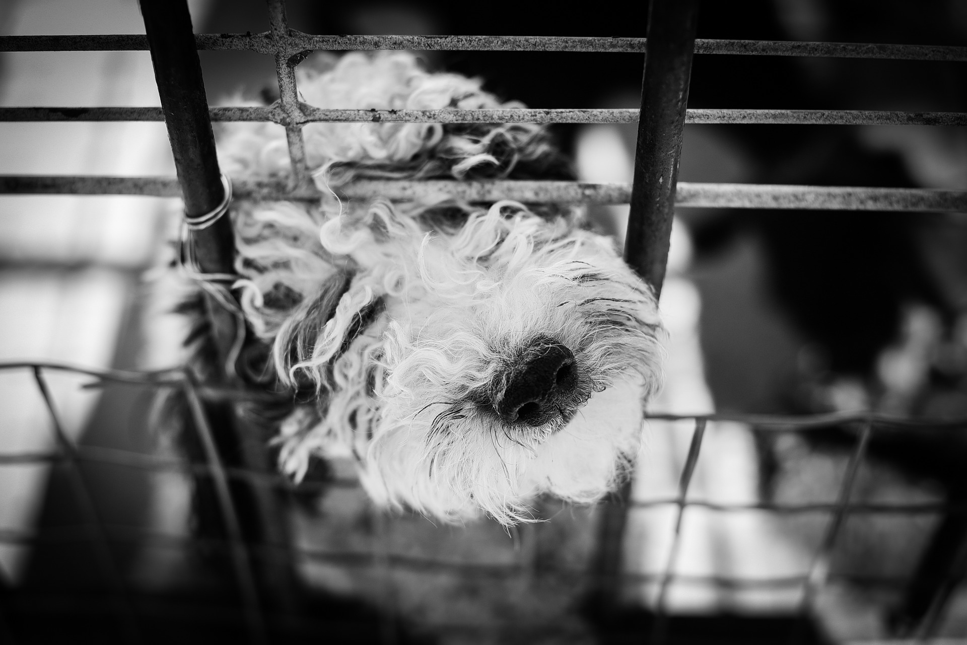 pes za mřížemi