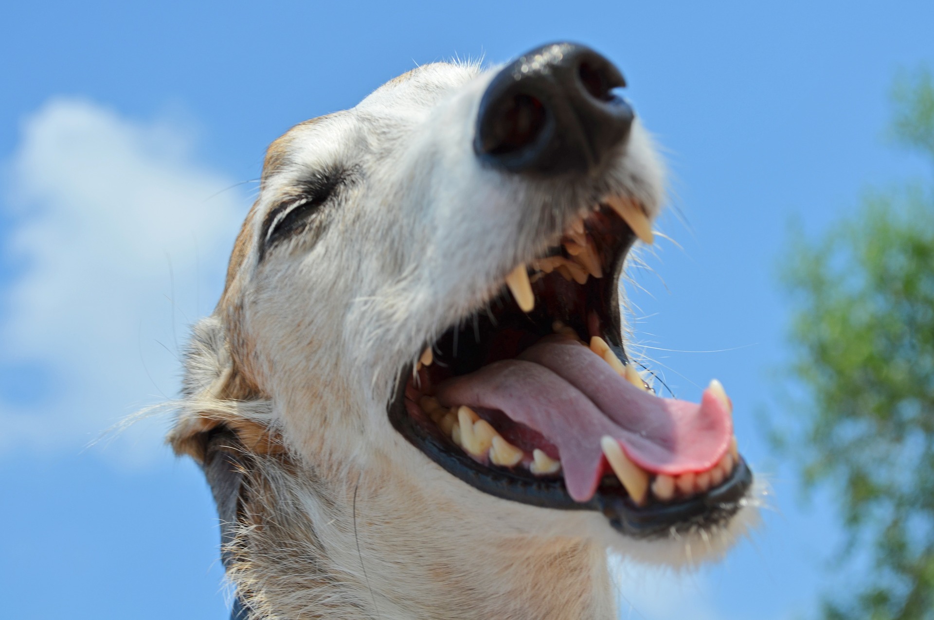 Jak poznat zánět zubů u psa?