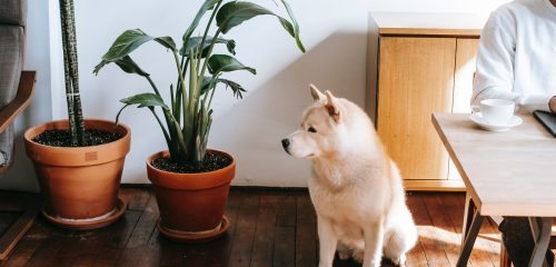 Pes sedící u pokojové rostliny