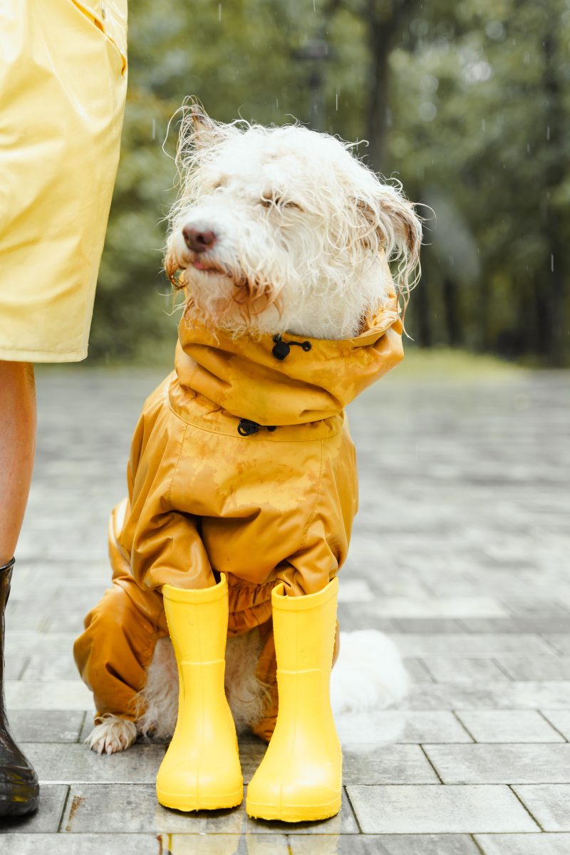 pes s pláštěnkou v dešti