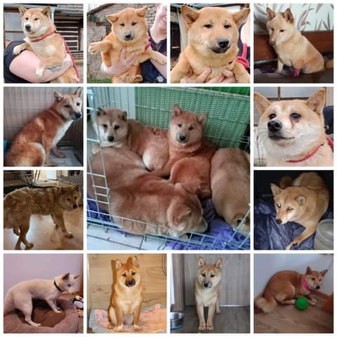 shiba inu zachráněné z množírny